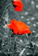 Red poppy, color key effect