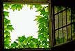 Window with green leaves